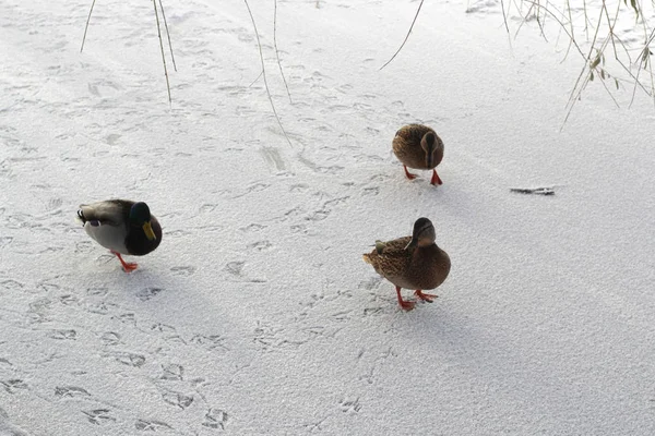 Une famille de canards est sur un étang gelé laissant des traces dans la neige . — Photo
