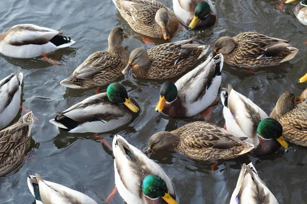 Viele Enten auf dem Wasser aus nächster Nähe. — Stockfoto