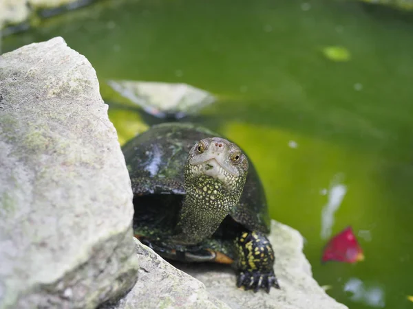 a water turtle sits on a rock and looks at you carefully. the concept of funny animals
