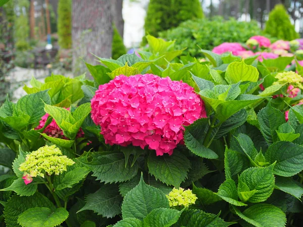 This secret garden is utterly dreamy. Showy flowers in summer. Hydrangea blossom on sunny day. Flowering hortensia plant. Blossoming flowers in summer garden. Pink hydrangea in full bloom