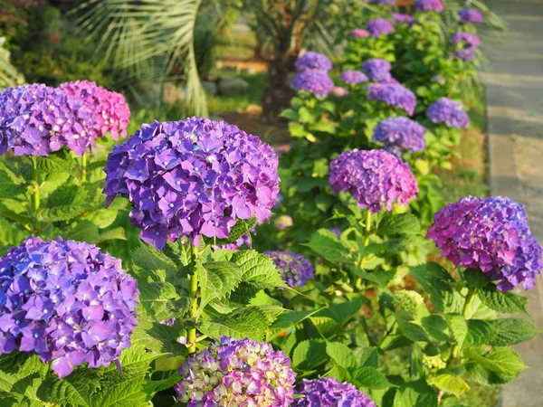 This secret garden is utterly dreamy. Showy flowers in summer. Hydrangea blossom on sunny day. Flowering hortensia plant. Blossoming flowers in summer garden. purple hydrangea in full bloom