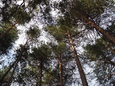 gün batımında bir yaz gününde çam ormanı aşağıdan yukarıya görünümü