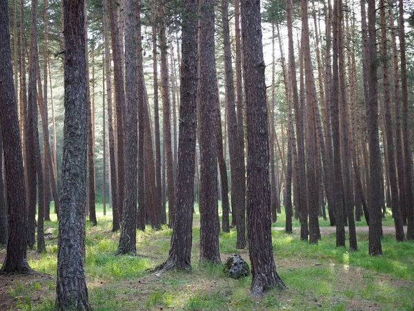 Pruce forest, pinery, pine forest, Pine Tree, Fairy Forest, intocada floresta de abetos — Fotografia de Stock