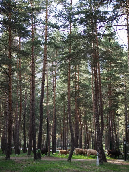 Çam ormanı içinde yürüyen sürüsi — Stok fotoğraf