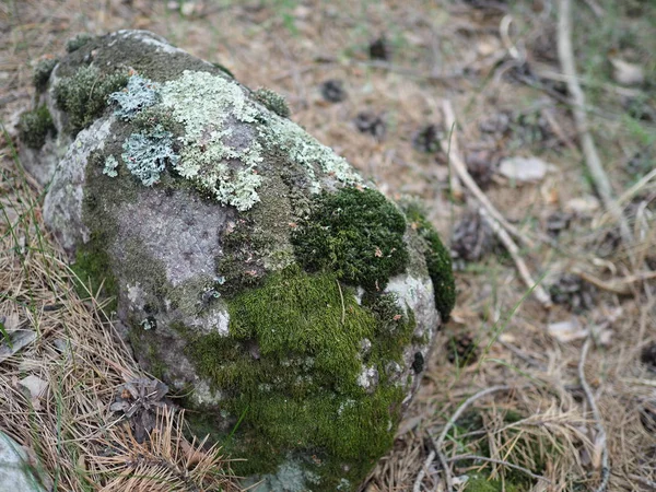 岩の顔の苔パターンと苔と石のレリーフとテクスチャ。石の自然な背景。モスの石苔で覆われた石の岩. — ストック写真