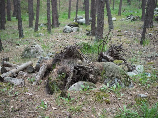 Enganche muerto seco en el bosque en verano — Foto de Stock