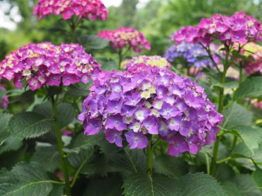 Hidangea çiçekler çalı. Mor hidangea. Hidangea 'nın ev Bahçesi. Macrophylla hidangeas güzel Blooming.