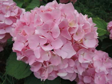 güzel gül ortanca çiçek bahçede yakın