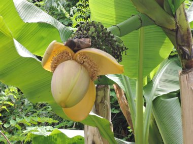 Palmiye ağacında muz. Çiçek açan muz palmiyesi