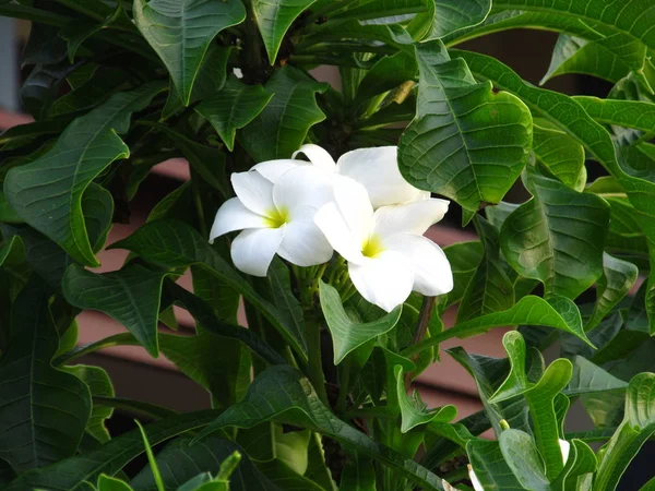 Fabulosas flores perfumadas brancas puras perfumadas com centros amarelos de espécies tropicais exóticas de frangipanni plumeria — Fotografia de Stock