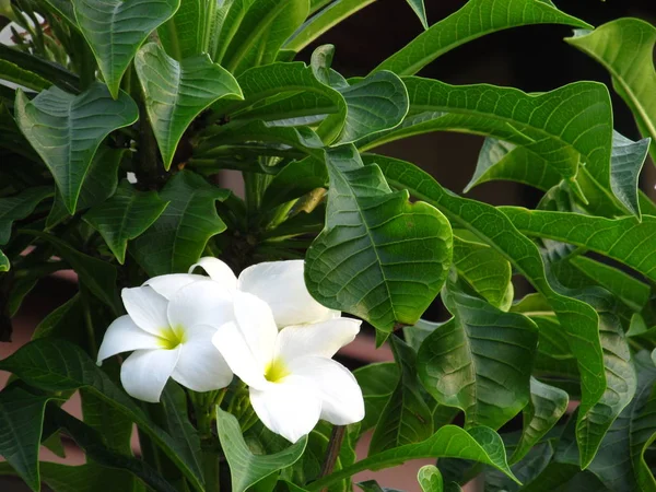 Fantastische geurende puur wit geurende bloemen met gele centra van exotische tropische frangipanni soorten Plumeria op boom — Stockfoto