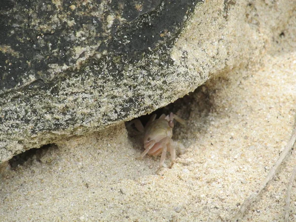 Krab vylézající z díry zpod kamene — Stock fotografie