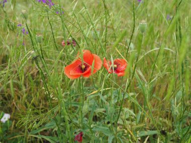 Poppy. gösterişli çiçekler, sütlü sap ve yuvarlak tohum kapsülleri ile otsu bir bitki. morfin ve kodein gibi ilaçlar