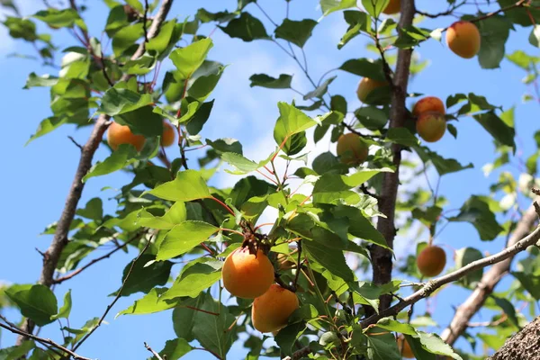 Ветви спелых абрикосов в саду — стоковое фото