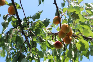 Meyve bahçesinde olgun kayısıların dalı