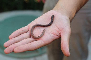 earthworm in the palm of a man clipart