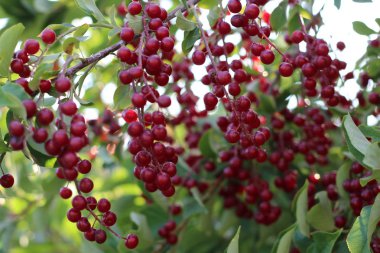 Daldaki kırmızı kiraz kuşuna yaklaş.