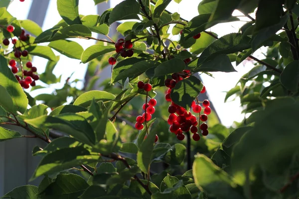 Zblízka červené Cherry ptáček na větvi — Stock fotografie