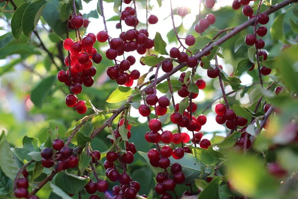 Primer plano de cereza pájaro rojo en la rama — Foto de Stock