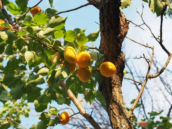 Abricots mûrs sur le verger. Contexte naturel. — Photo