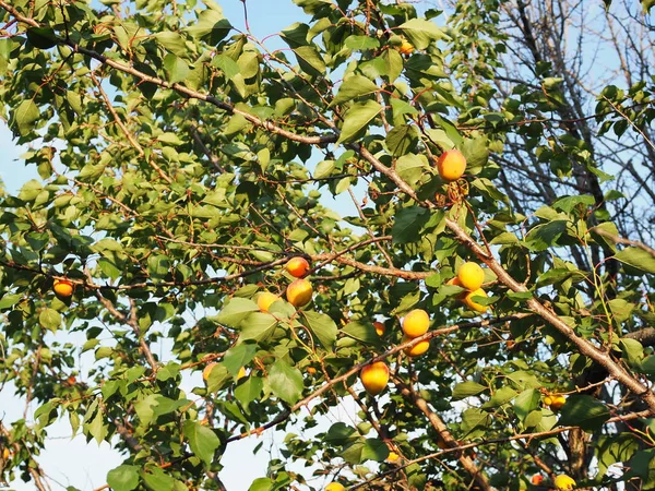 Matura albicocche sull'albero frutteto. Sfondo della natura. — Foto Stock