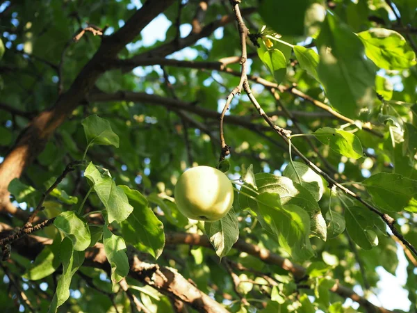 Яблоневый сад, спелые плоды которого висят на ветвях — стоковое фото