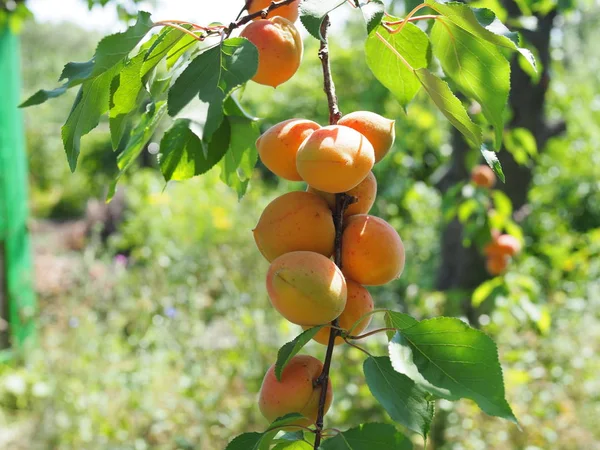 Ripe apricot on the orchard tree. Nature background. — Stock Photo, Image