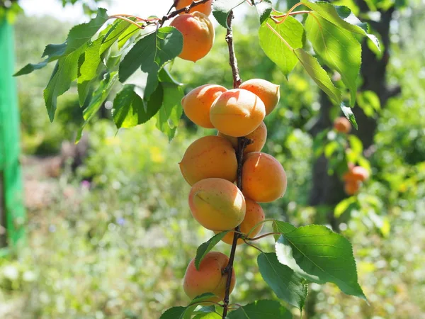 Albaricoque maduro en el árbol del huerto. Fondo de naturaleza . — Foto de Stock