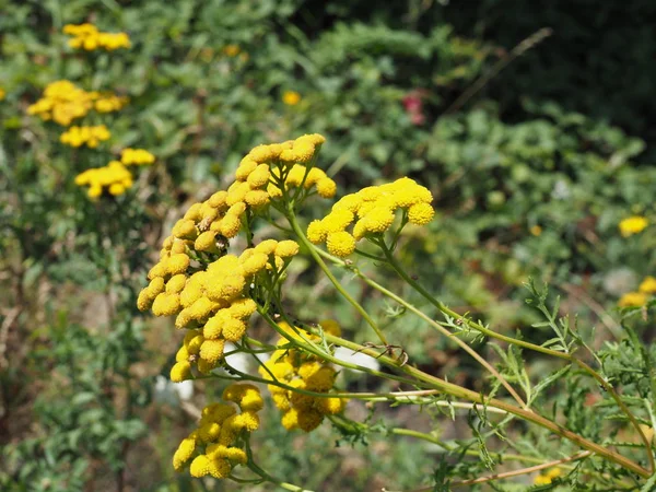 坦西-塔西姆 vulgare-是一个多年生, 草本开花植物的阿斯特家族, 原产于温带欧洲和亚洲。常见的坦西, 苦纽扣, 牛苦, 或金色的按钮. — 图库照片