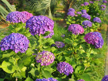 Bu gizli bahçe tamamen rüya gibi. Yaz aylarında gösterişli çiçekler. Güneşli bir günde Hydrangea çiçeği. Çiçekli Hortensia bitki. Yaz bahçesinde çiçek açan çiçekler. tam Bloom mor hidangea.