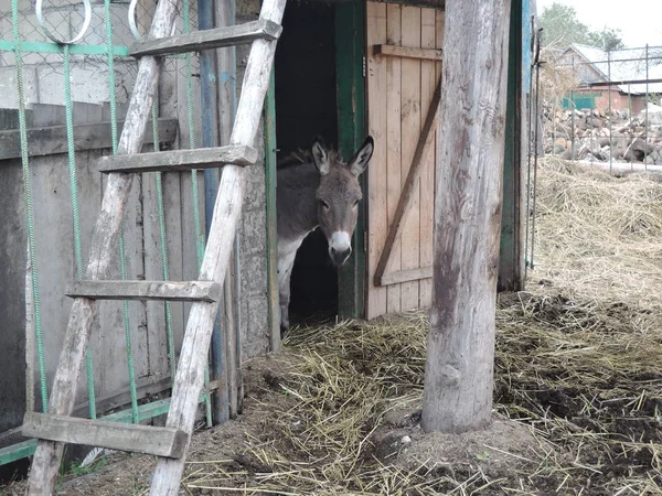 Burro mira desde el establo en la granja — Foto de Stock