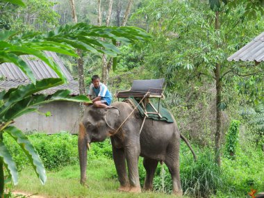 Tayland, Phuket - Ekim, 2012: Mahout turistleri bekleyen filler binmek