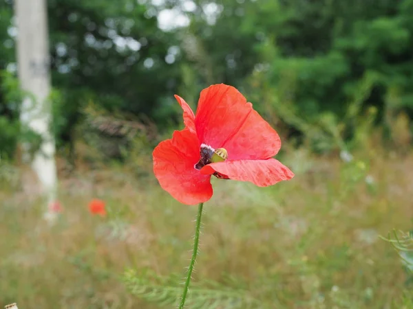 poppy. a herbaceous plant with showy flowers, milky sap, and rounded seed capsules. drugs such as morphine and codeine