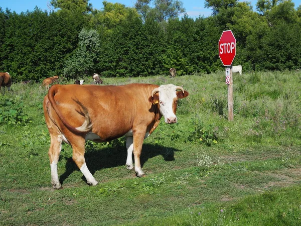 Una mandria di mucche al pascolo in un prato Giorno soleggiato — Foto Stock