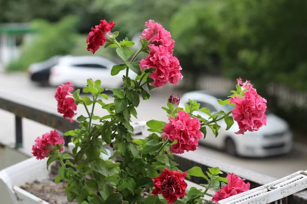 Belo colorido de frescura flor petúnias em flor rosa e crescimento em vaso perto da janela do lado de fora, varanda decorada na temporada de verão. Flor 's varanda decoração casa conceito . — Fotografia de Stock