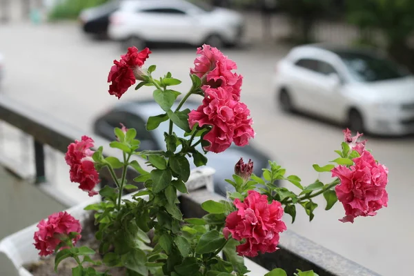 Mooie kleurrijke van versheid Petunia bloem in roze bloesem en groei in pot in de buurt van raam buiten, balkon ingericht in het zomerseizoen. Flower's balkon decor Home concept. — Stockfoto