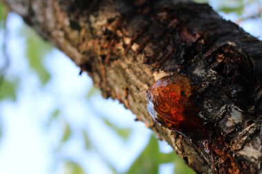 Kiraz ağacı dalında altın reçine