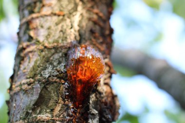 Kiraz ağacı dalında altın reçine