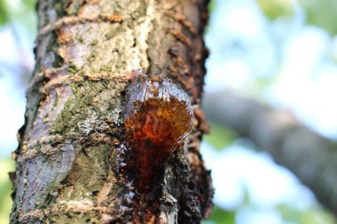 Kiraz ağacı dalında altın reçine