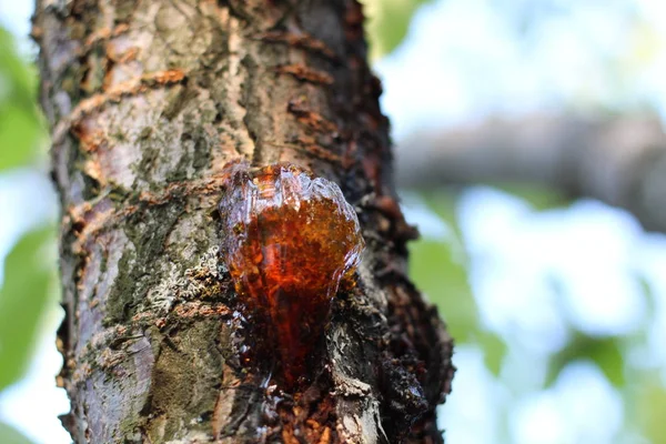 Kiraz ağacı dalında altın reçine