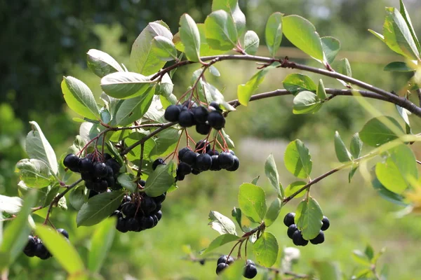 Chokeberry Bush tak met donker paars fruit met groene verse bladeren op het bos heldere zomer herfstdag verlicht door de stralen van de felle zon — Stockfoto