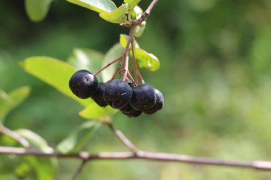 Koyu mor meyveli, yeşil yapraklı böğürtlen çalılığı. Parlak güneş ışınlarıyla aydınlanan yaz günü.