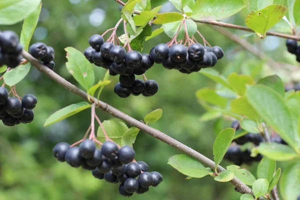 Chokeberry Bush tak met donker paars fruit met groene verse bladeren op het bos heldere zomer herfstdag verlicht door de stralen van de felle zon — Stockfoto