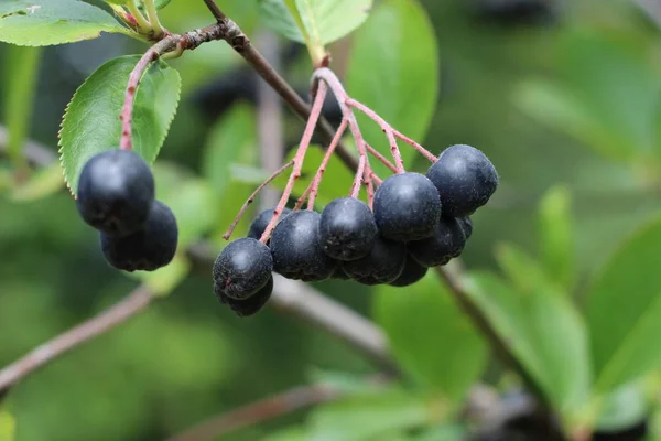 Chokeberry Bush tak met donker paars fruit met groene verse bladeren op het bos heldere zomer herfstdag verlicht door de stralen van de felle zon. — Stockfoto