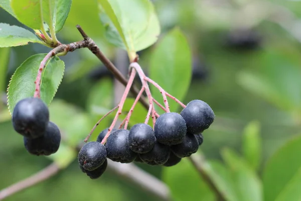 Chokeberry Bush tak met donker paars fruit met groene verse bladeren op het bos heldere zomer herfstdag verlicht door de stralen van de felle zon — Stockfoto