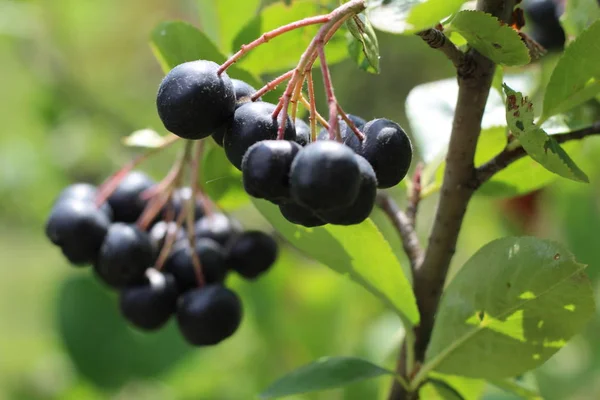 Chokeberry Bush ramo con frutta viola scuro con foglie fresche verdi sulla foresta luminosa giornata d'estate autunno illuminato dai raggi del sole luminoso — Foto Stock