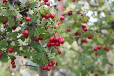 Crataegus monogyna kırmızı meyve, alıç veya tek tohumlu alıç mayıs olarak bilinen, mayblossom, maythorn, quickthorn, whitethorn, motherdie, haw 