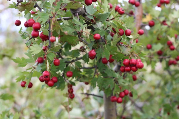 Rode vruchten van Crataegus monogyna, bekend als meidoorn of enkelwandige meidoorn mei, mayblossom, maythorn, vluthorn, Whitethorn, motherdie, Haw — Stockfoto