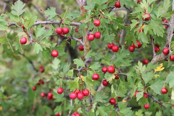 Red fruit of Crataegus monogyna, known as hawthorn or single-seeded hawthorn may, mayblossom, maythorn, quickthorn, whitethorn, motherdie, haw — Stock Photo, Image