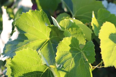 güneşli bir yaz gününde parlak taze üzüm yaprakları